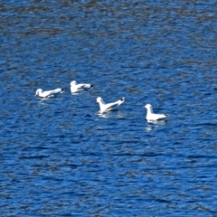 Chroicocephalus novaehollandiae at Googong, NSW - 17 Jul 2018