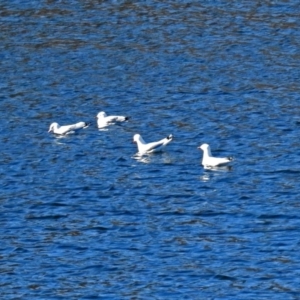 Chroicocephalus novaehollandiae at Googong, NSW - 17 Jul 2018