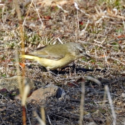 Acanthiza chrysorrhoa (Yellow-rumped Thornbill) at Googong Foreshore - 17 Jul 2018 by RodDeb