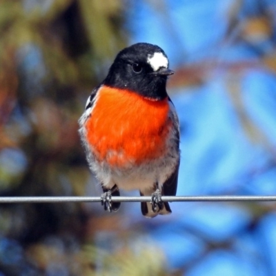 Petroica boodang (Scarlet Robin) at Yarrow, NSW - 17 Jul 2018 by RodDeb