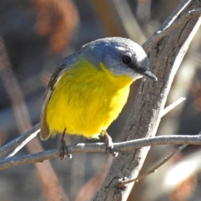 Eopsaltria australis (Eastern Yellow Robin) at Googong Foreshore - 17 Jul 2018 by RodDeb