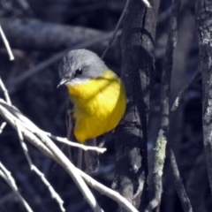 Eopsaltria australis at Googong Water Pumping Station - 17 Jul 2018