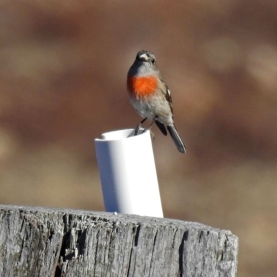 Petroica boodang (Scarlet Robin) at Googong Reservoir - 17 Jul 2018 by RodDeb