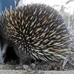 Tachyglossus aculeatus (Short-beaked Echidna) at Googong Foreshore - 17 Jul 2018 by RodDeb