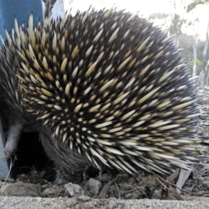 Tachyglossus aculeatus at Googong Foreshore - 17 Jul 2018 03:29 PM