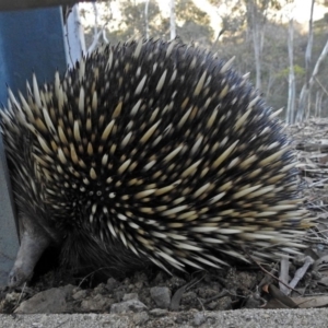 Tachyglossus aculeatus at Googong Foreshore - 17 Jul 2018 03:29 PM