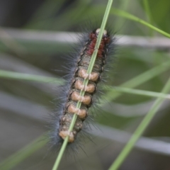 Epicoma contristis at Michelago, NSW - 30 Oct 2016