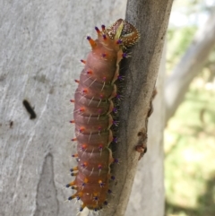 Opodiphthera eucalypti at Michelago, NSW - 2 Jan 2017