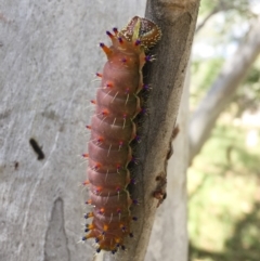 Opodiphthera eucalypti at Michelago, NSW - 2 Jan 2017