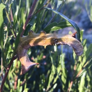 Neola semiaurata at Michelago, NSW - 16 Jan 2018