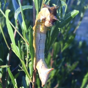 Neola semiaurata at Michelago, NSW - 16 Jan 2018 07:13 PM