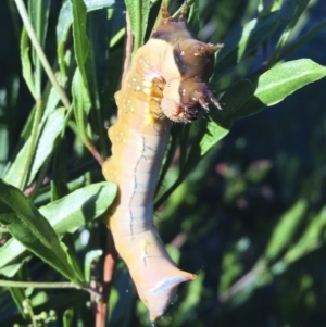 Neola semiaurata at Michelago, NSW - 16 Jan 2018 07:13 PM