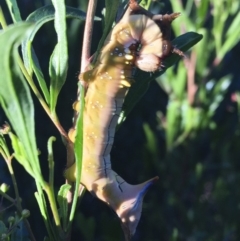 Neola semiaurata at Michelago, NSW - 16 Jan 2018