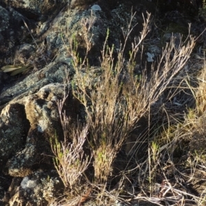 Asperula ambleia at Greenway, ACT - 17 Jul 2018