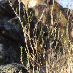 Asperula ambleia at Greenway, ACT - 17 Jul 2018