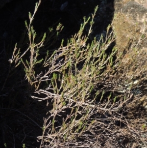 Asperula ambleia at Greenway, ACT - 17 Jul 2018 06:01 PM