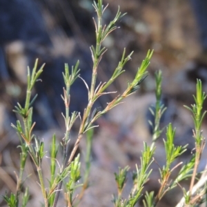 Asperula ambleia at Greenway, ACT - 17 Jul 2018 06:01 PM