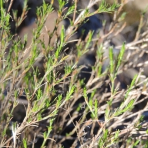 Asperula ambleia at Greenway, ACT - 17 Jul 2018 06:01 PM