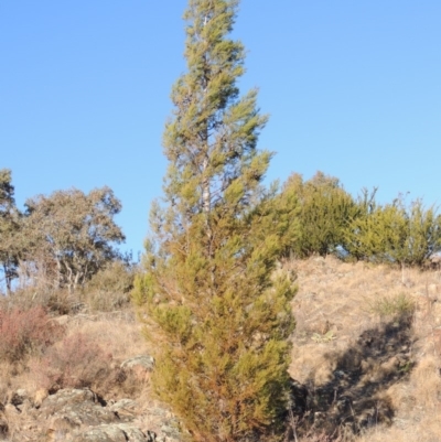Callitris endlicheri (Black Cypress Pine) at Pine Island to Point Hut - 17 Jul 2018 by michaelb
