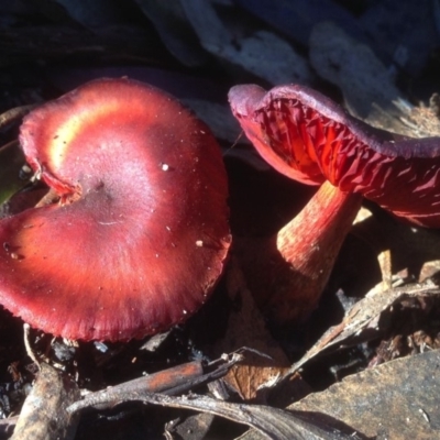 Cortinarius persplendidus (Splendid Red Skinhead) at Namadgi National Park - 17 Jul 2018 by KMcCue