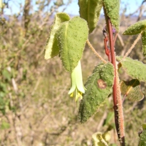 Correa reflexa var. reflexa at Urambi Hills - 26 Aug 2012 12:17 PM