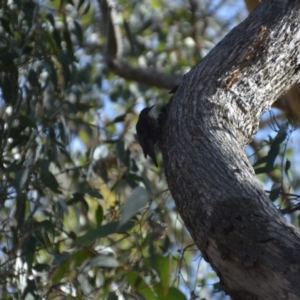 Cormobates leucophaea at Wamboin, NSW - 31 Mar 2018