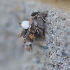 Psychidae (family) IMMATURE (Unidentified case moth or bagworm) at QPRC LGA - 5 Apr 2018 by natureguy