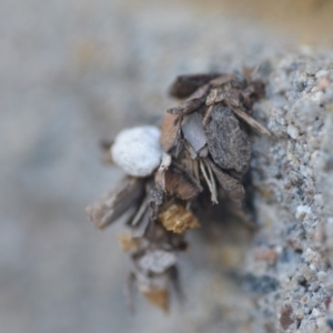 Psychidae (family) IMMATURE at Wamboin, NSW - 5 Apr 2018 11:30 AM