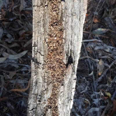 Papyrius nitidus (Shining Coconut Ant) at O'Malley, ACT - 18 Jul 2018 by Mike