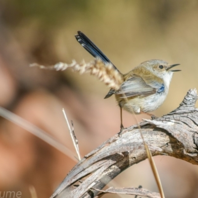 Malurus cyaneus (Superb Fairywren) at Fyshwick, ACT - 18 Jul 2018 by frostydog