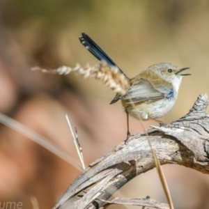 Malurus cyaneus at Fyshwick, ACT - 18 Jul 2018