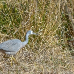 Egretta novaehollandiae at Fyshwick, ACT - 18 Jul 2018 11:48 AM