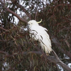 Cacatua galerita at Michelago, NSW - 15 Jul 2012 04:51 PM