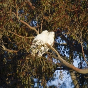 Cacatua galerita at Michelago, NSW - 15 Jul 2012 04:51 PM