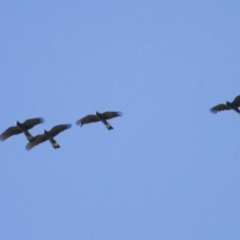 Zanda funerea (Yellow-tailed Black-Cockatoo) at Michelago, NSW - 1 Nov 2014 by Illilanga