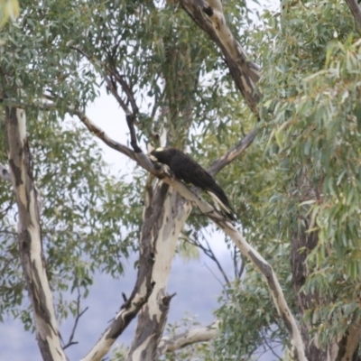 Zanda funerea (Yellow-tailed Black-Cockatoo) at Michelago, NSW - 2 Jun 2008 by Illilanga