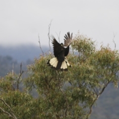 Zanda funerea at Michelago, NSW - 2 Jun 2008 05:18 PM