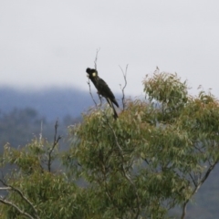 Zanda funerea at Michelago, NSW - 2 Jun 2008 05:18 PM