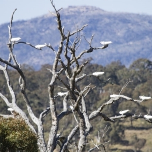 Cacatua galerita at Michelago, NSW - 23 Sep 2012