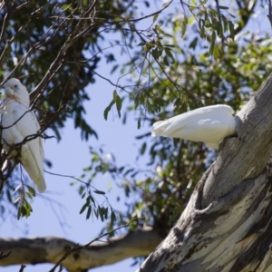 Cacatua sanguinea at Michelago, NSW - 13 Oct 2013