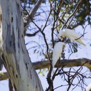 Cacatua sanguinea at Michelago, NSW - 13 Oct 2013