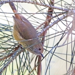 Acanthiza pusilla (Brown Thornbill) at Conjola Bushcare - 28 Apr 2015 by Charles Dove