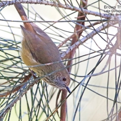 Acanthiza pusilla (Brown Thornbill) at Narrawallee Creek Nature Reserve - 28 Apr 2015 by Charles Dove