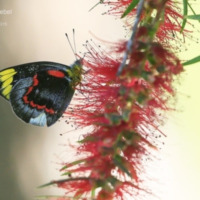 Delias nigrina (Black Jezebel) at Milton, NSW - 27 Apr 2015 by Charles Dove