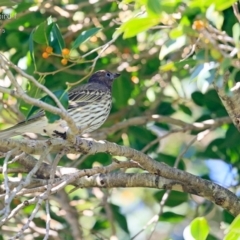 Sphecotheres vieilloti (Australasian Figbird) at Milton, NSW - 28 Apr 2015 by CharlesDove