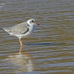 Charadrius rubricollis (Hooded Plover) at Cunjurong Point, NSW - 27 Apr 2015 by CharlesDove