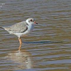 Charadrius rubricollis (Hooded Plover) at Cunjurong Point, NSW - 28 Apr 2015 by CharlesDove