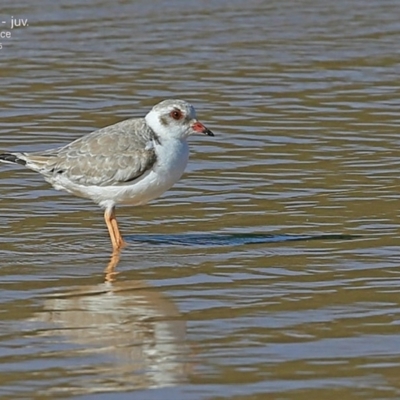 Charadrius rubricollis (Hooded Plover) at Cunjurong Point, NSW - 28 Apr 2015 by CharlesDove