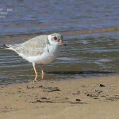 Charadrius rubricollis at suppressed - suppressed