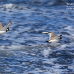 Charadrius rubricollis (Hooded Plover) at South Pacific Heathland Reserve - 28 Apr 2015 by Charles Dove